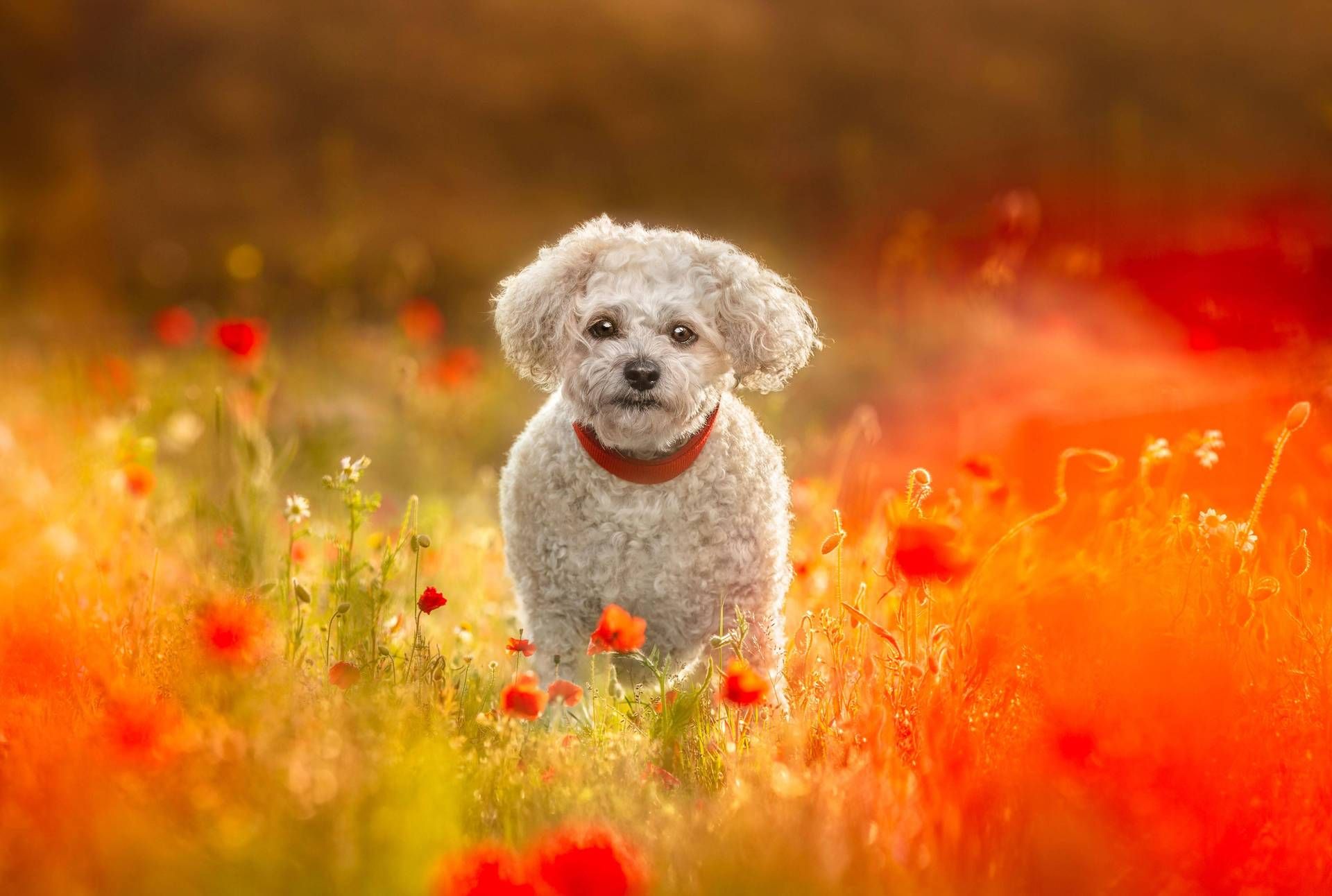 “İtalya'da sakinlerden daha fazla evcil hayvan”
