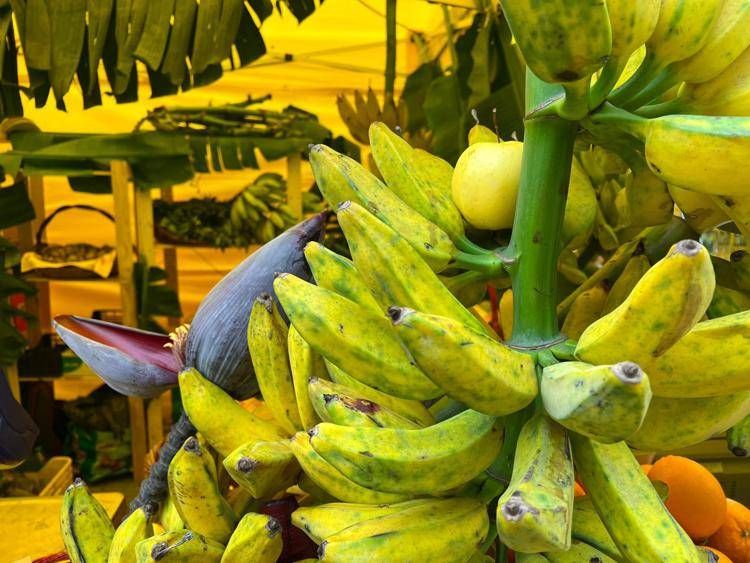 whatsapp_image_2025-10-02_at_13.56.28 image Da banana a mango made in Italy, aumenta produzione frutta esotica
