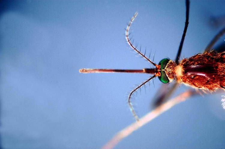 Infettivologi, 'con cambio clima virus tropicali endemici'