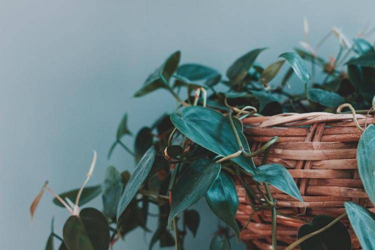 Pothos - 

