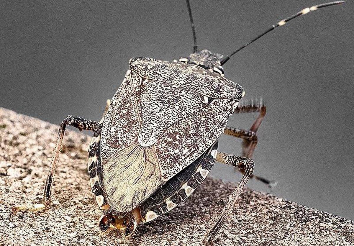 cimice_asiatica_wiki.jpeg
