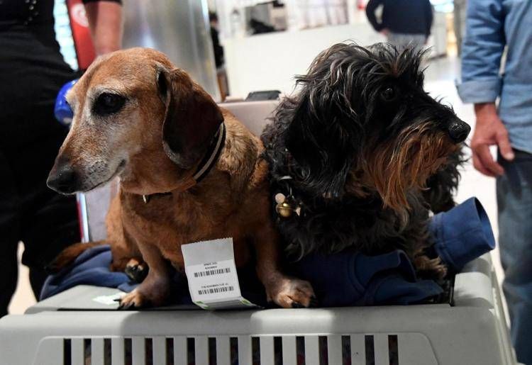 Cani sul trasportino in aeroporto - Fotogramma /Ipa