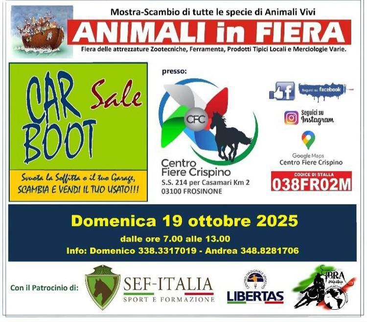 screenshot_20251016_212039_whatsapp image A Frosinone torna