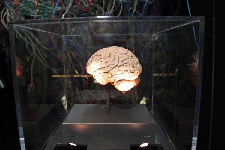 mostra_brain_il_cervello_istruzioni_per_l_uso_al_museo_di_storia_naturale image  - (Fotogramma)