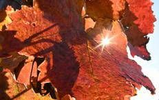 Foglie autunnali - Afp