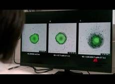 Salute: l'Ospedale Pediatrico Bambino Gesù di Roma inaugura nuovo Laboratorio di Terapia Genica