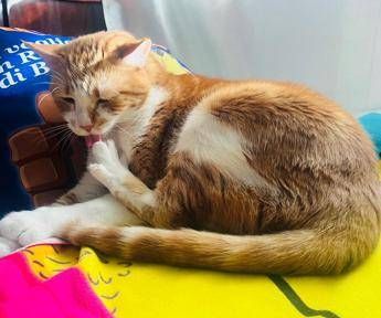 Supercat show, sfilate adozioni e miao-mercatino per la mostra felina internazionale