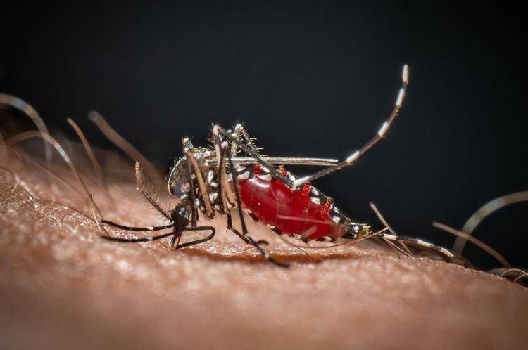 Medici ambiente, 'zanzare e rischi connessi possibili fino a Natale'