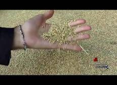 Sostenibilità: dal 2011 il progetto 'Da Chicco a Chicco' di Nespresso rigenera le capsule esauste per il bene del territorio