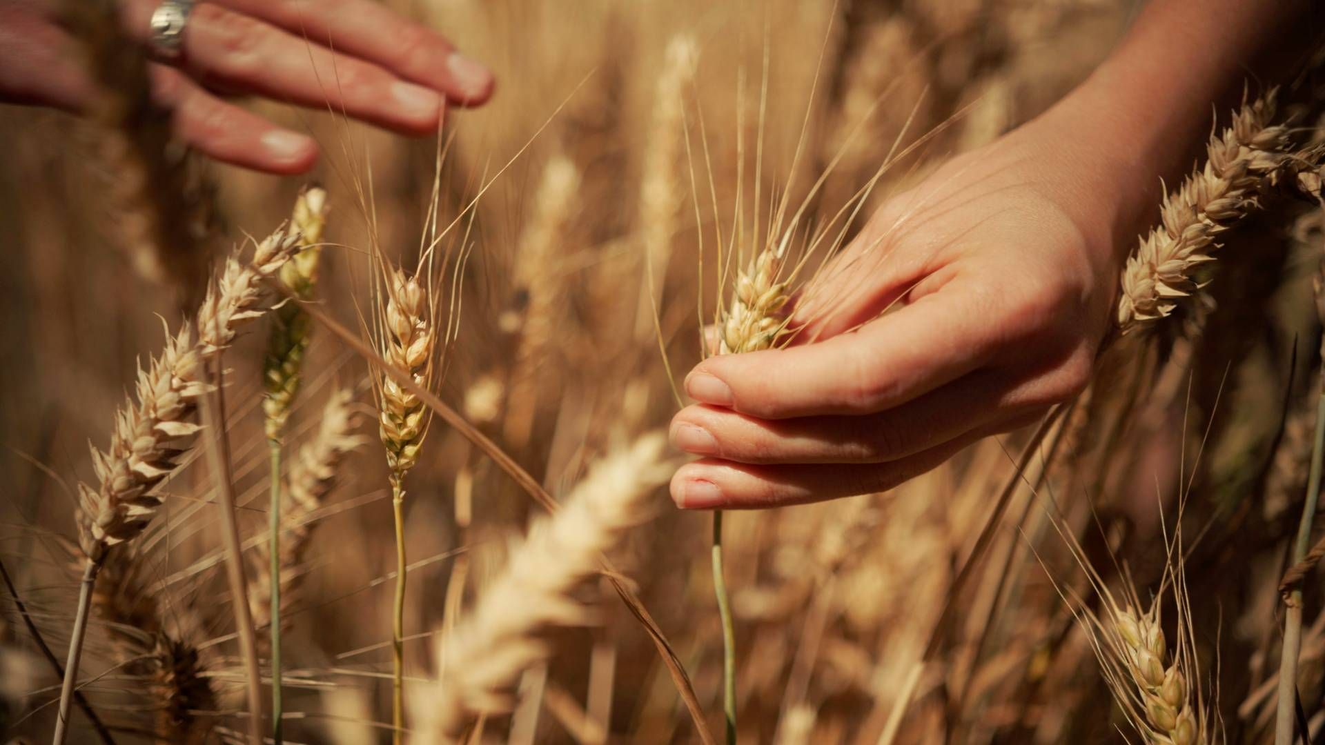 “Harmony ile yenileyici tarım tekniklerinin uygulanmasını destekliyoruz”