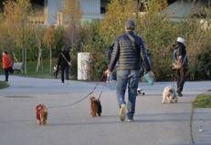 Cani al parco - (Fotogramma/Ipa)