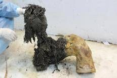 Un'immagine della zampa del mammut lanoso Yuka, che ha permesso il recupero di antiche molecole di Rna (Credit: Valeri Plotnikov)