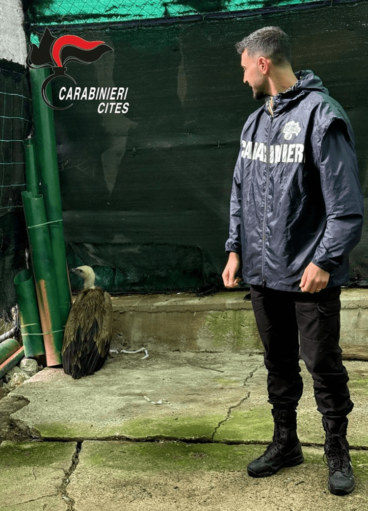 Trapani, i Carabinieri salvano un grifone