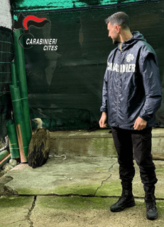 Trapani, i Carabinieri salvano un grifone