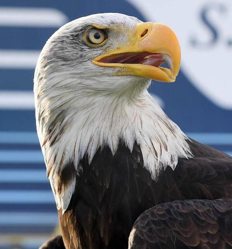 Garruto si scusa sui social, 