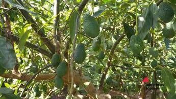 Agricoltura, Lidl Italia: 