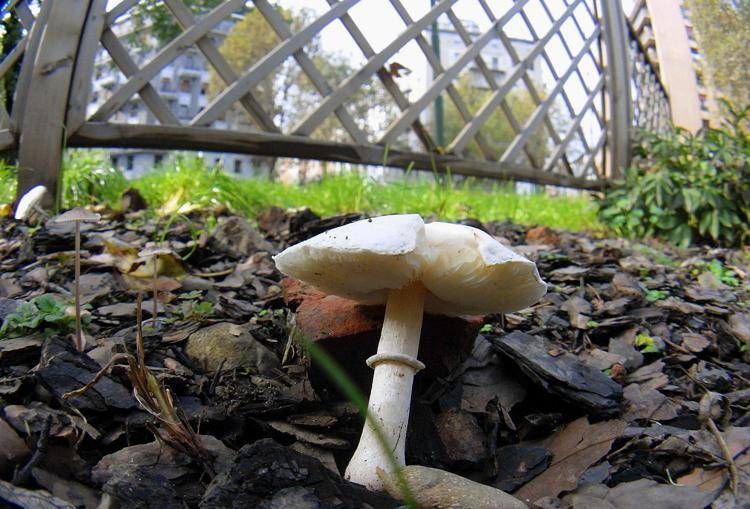 Fungo velenoso - Fotogramma