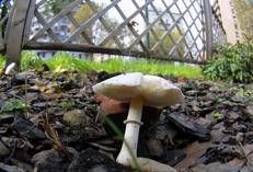 Fungo velenoso - Fotogramma