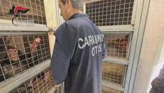 Siracusa, teneva uno scimpanzé in casa legato a una catena: denunciato