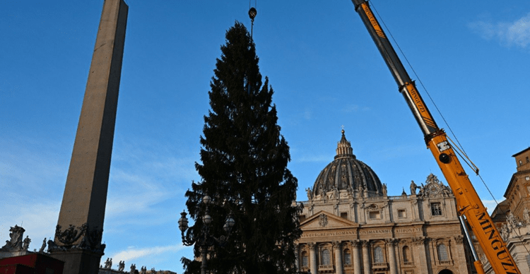 L'albero di Natale 2025 in piazza San Pietro - Vatican News