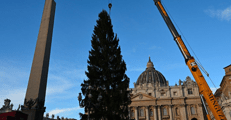 L'albero di Natale 2025 in piazza San Pietro - Vatican News