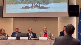 'L’Olio come civiltà': presentata la nuova guida 'L’Olio – Itinerari tra uliveti, paesi e sapori locali. Sud Sardegna e Oristanese'