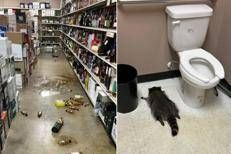 Il procione ubriaco (foto dal profilo Fb dell'Hanover County Animal Protection and Shelter)