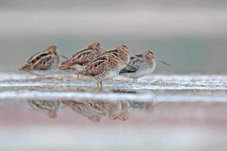 Foto: Beccaccini, Marco Venanzi