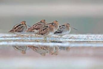 Foto: Beccaccini, Marco Venanzi