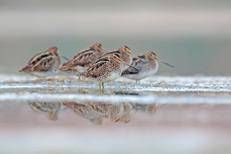 Foto: Beccaccini, Marco Venanzi