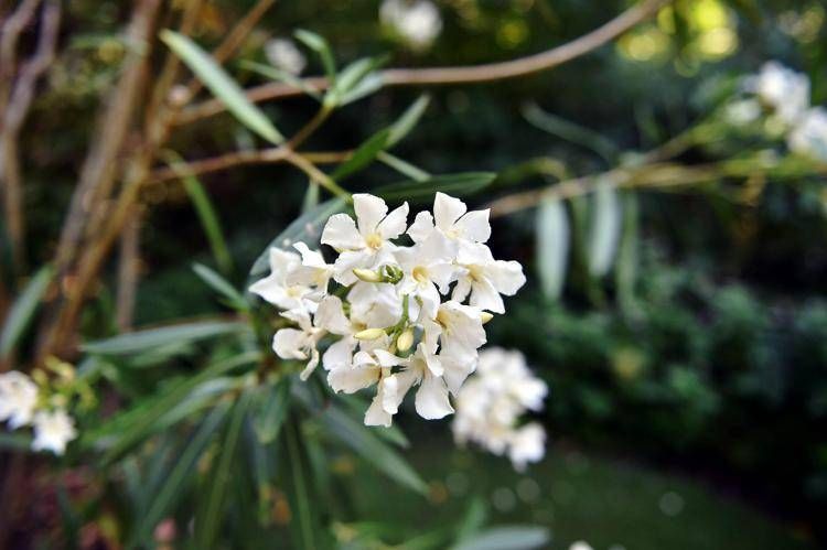 Una pianta di oleandro - (Ipa)