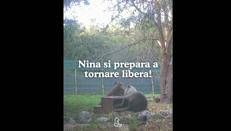 Nina, il cucciolo orfano di orso che sta per tornare in libertà - Video