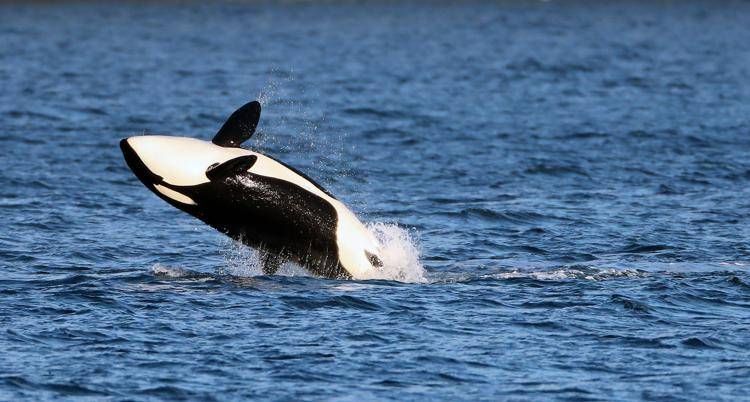 Un'orca - Ipa/Fotogramma