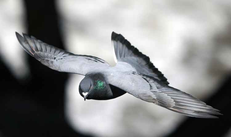 piccione_ufs image Un piccione