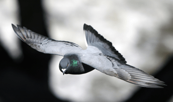 Piccione Ufs Immagine in aggiornamento