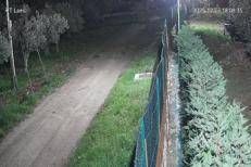 Chieti, branco di lupi davanti a una villetta - Video