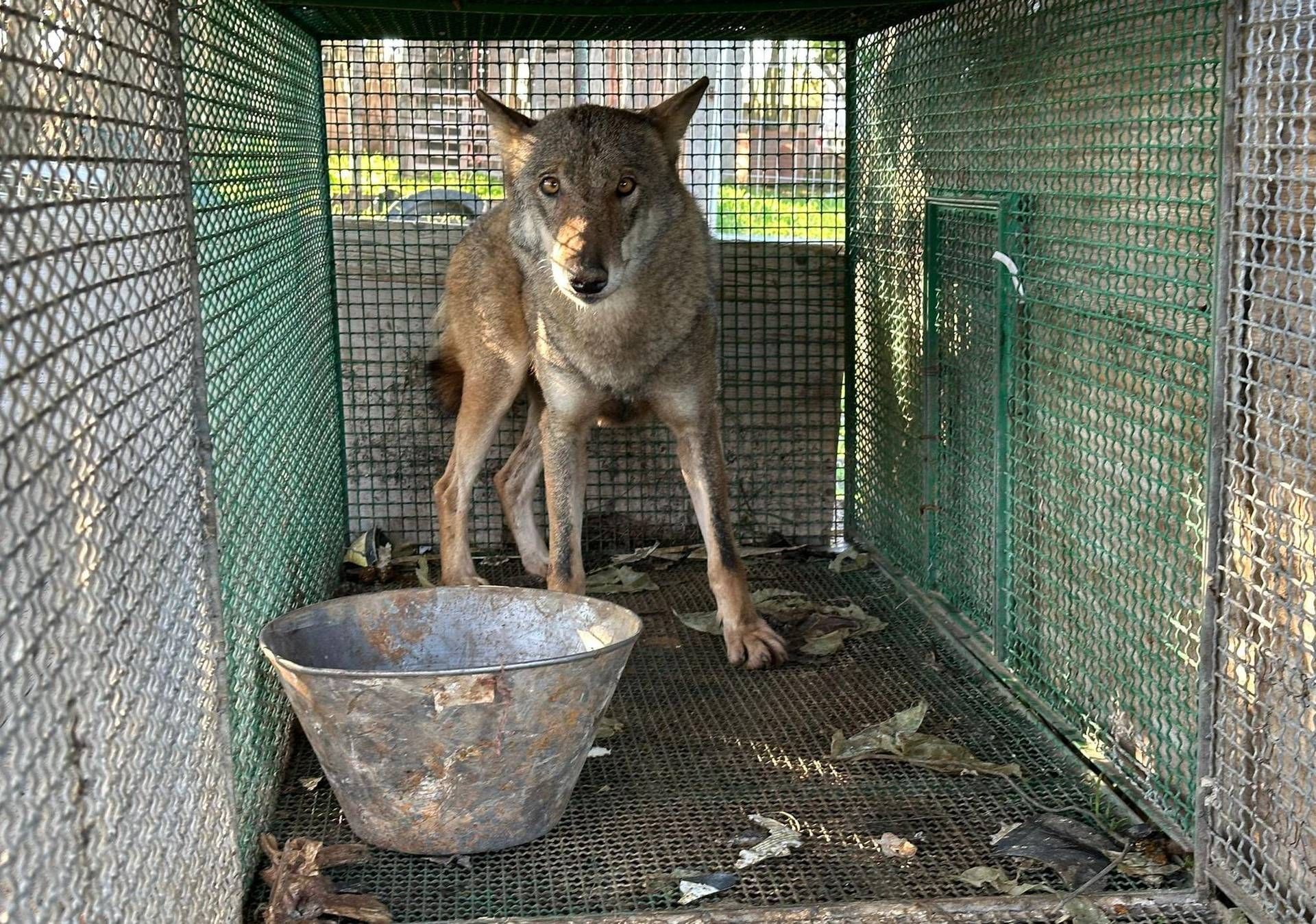Traffico di droga a Foggia, trovato anche un lupo chiuso in gabbia -Video