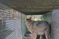 Lupo chiuso in gabbia a Foggia, la scoperta dei carabinieri - Video