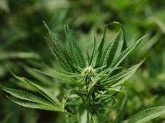 Cannabis light - Ipa