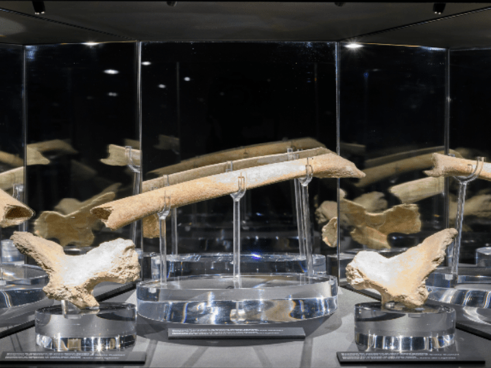 grotta guattari 6 comm