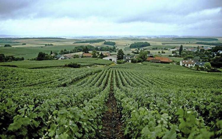 vigneti_champagne image Vino, la Champagne presenta il Rapporto sulla responsabilità sociale della filiera