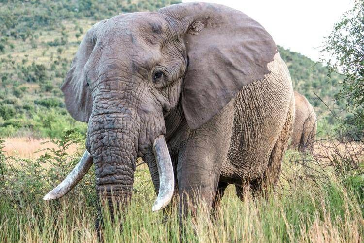 elefante