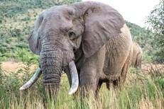 elefante