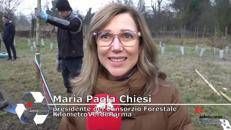 Il Ginkgo come simbolo di memoria e resilienza