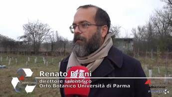 Alberi diffusi in città, un alleato concreto contro il caldo