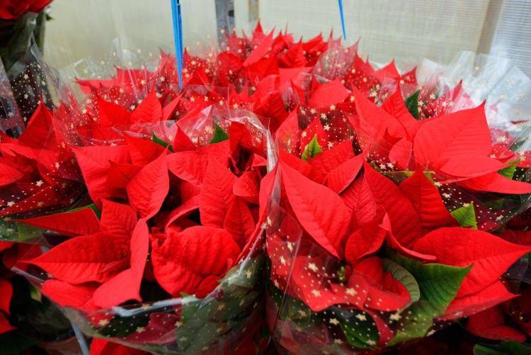 Una stella di Natale - (Ipa)