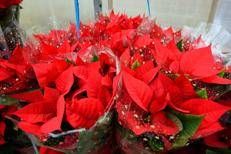 Una stella di Natale - (Ipa)