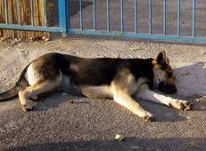 Un cane - Fotogramma