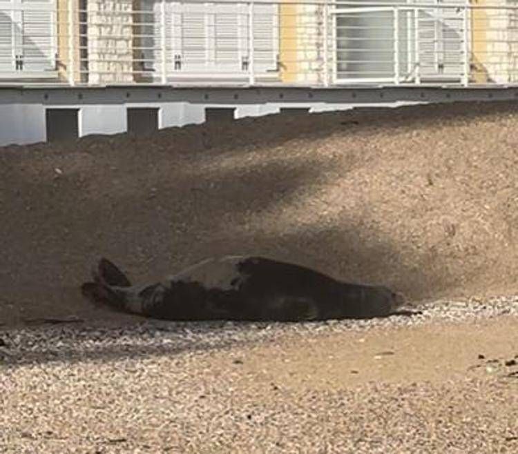 La foca monaca - (Immagine da Facebook)