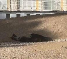 La foca monaca - (Immagine da Facebook)